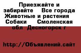 Приезжайте и забирайте. - Все города Животные и растения » Собаки   . Смоленская обл.,Десногорск г.